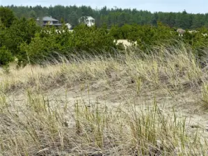 Looking back toward property from  the end of the Path.  You can see  homes just north of the property and the WUB building line .
