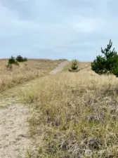 Path meanders back through dunes to forested area