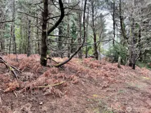 western edge of property