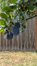 Plum tree