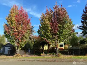 Fall foliage as the leaves begin to turn.