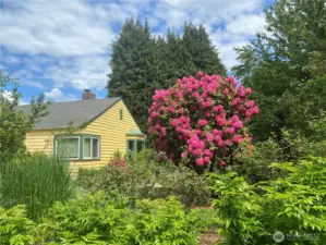 The perennials, shrubs and glasses add visual texture and beauty to the landscaping.