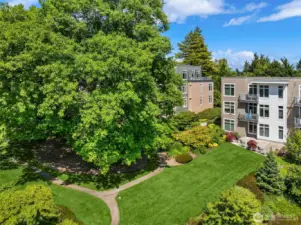 Beautiful view of the heritage tree and yard.