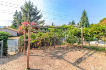 Grapes and lots of room for gardening