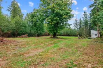Cleared area, sun exposure.