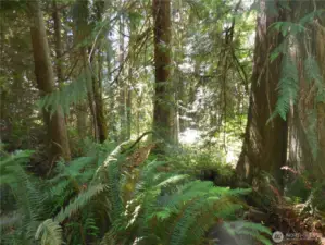 Greenbelt Forest Wow!