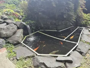 A serene waterfall cascades into a mature koi pond, creating a peaceful retreat.”