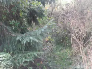 VIEW OF 8 DRIFTWOOD WHICH IS ONE OF FOUR INDIVIDUAL PROPERTIES COMBINED TO MAKE THE +/- 41/2 ACRES BEING SOLD!