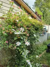 Honeysuckle and Clematis - gorgeous