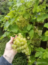 Established grapes