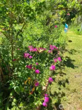 Seasonal flowers that attract birds and bees