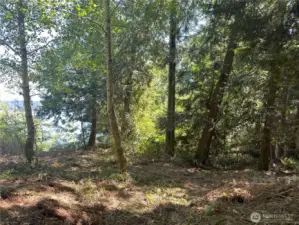 Great potential to open up the view of Hood Canal to the East