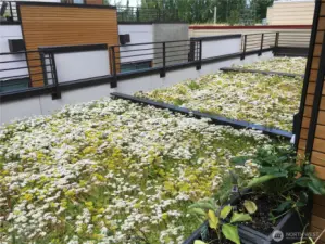 Enjoy your green-roof created by beautiful ground cover.