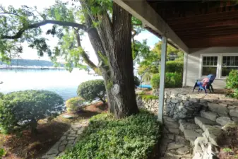 Back patio with a White Elm.