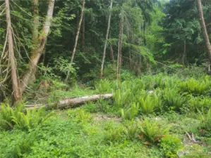 Looking East toward Buffer