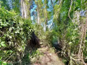 Season stream at south boundary of parcel