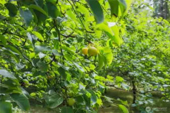 Some of your fruit trees.