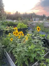 Berry patch, herb garden and raised beds in the backyard. A honeybee’s paradise.