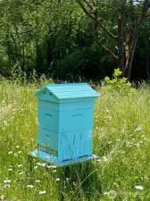 Happy honey bees