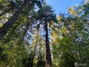 Healthy, mature forest with groves of Douglas Fir, Alder, Cedar, Ash, Cottonwood, Hawthorne, wild apples and Bitter Cherry trees.
