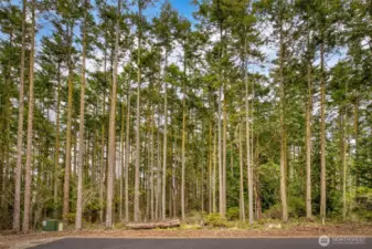 Madronas, Firs and level for building