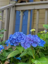 Plants bloom beautifully in spring and summer.