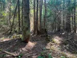 Large cedars and firs, flat area for future build site with great light