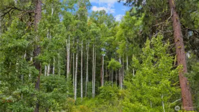 Beautiful Aspen Groves on the property.