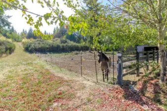 This is the fenced in horse area with lean- to for cover on rainy days.    The path to the left of this area goes up the sight slope to the back of the 10 acres.