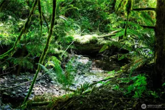 Creek with Seasonal Salmon