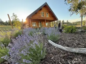 Summer lavender at The Cabin at Elk Heights.