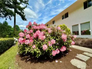 Gorgeous flowering plants Rhododendrons, Azaleas & others - amongst mature trees and sprawling yard.