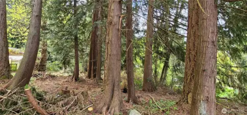 Cedar trees