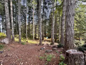 The path down to the lake.