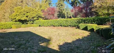 Large Front yard Hedges