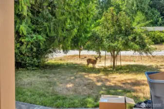 Deer in the front yard!