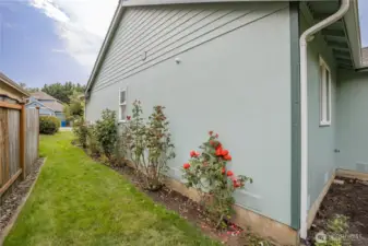 Beautiful rose garden along the side of the house