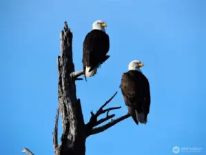 abundant wildlife