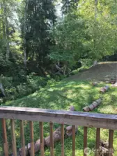 Forest Backyard