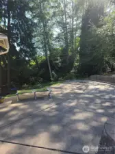 Forest Backyard
