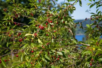 Multiple cherry trees