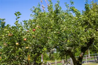 Multiple apple and pear!