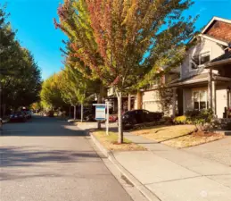 Beautiful tree lined street.