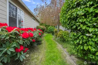 Side yard