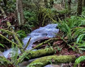 Tiger Mountain Trail is just a five minute walk