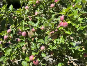 FRUIT TREES