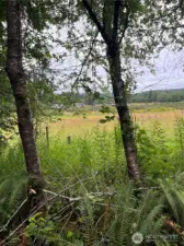 View of pasture area.