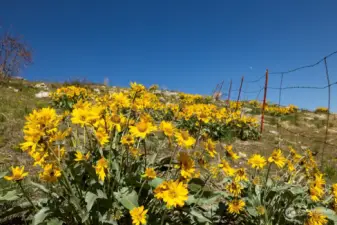 flowers abound