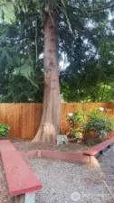 Gorgeous trees throughout the community and this one is in the backyard of unit A