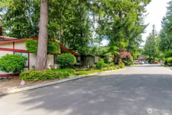 Unique looking neighborhood with a Pacific NW theme of lush landscaping featuring Rhododendrons and evergreen trees.
